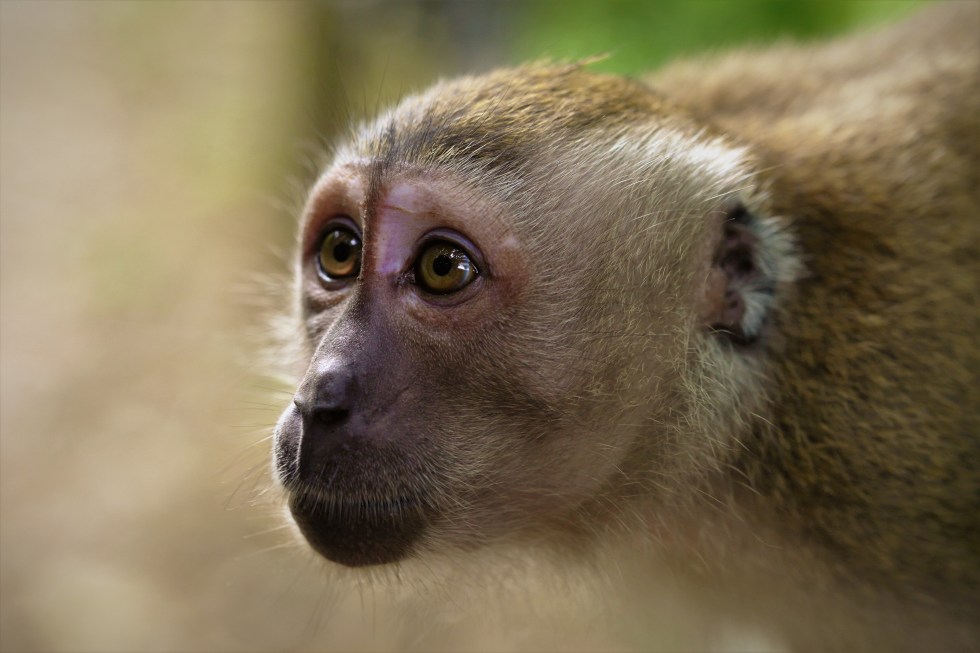 Long-tailed macaque in Singapore