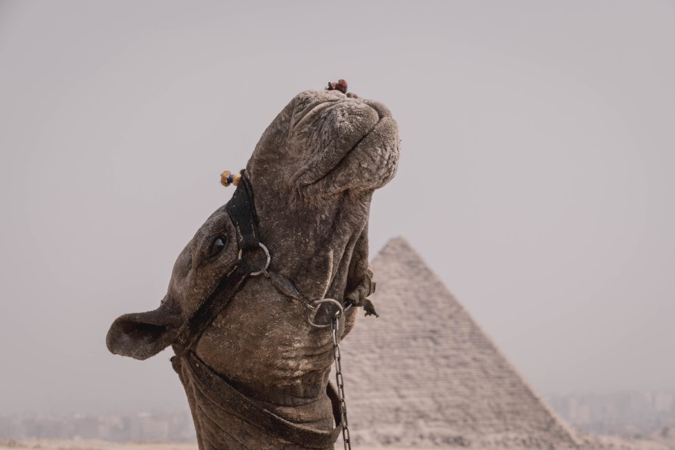 meandmypyramid (1 of 1)